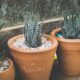 Pot Bunga (Gambar oleh Pexels dari Pixabay)
